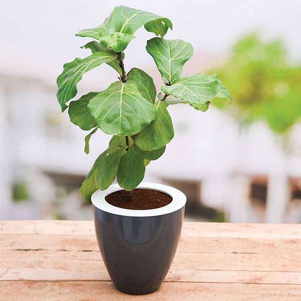 Fiddle Leaf Fig Plants