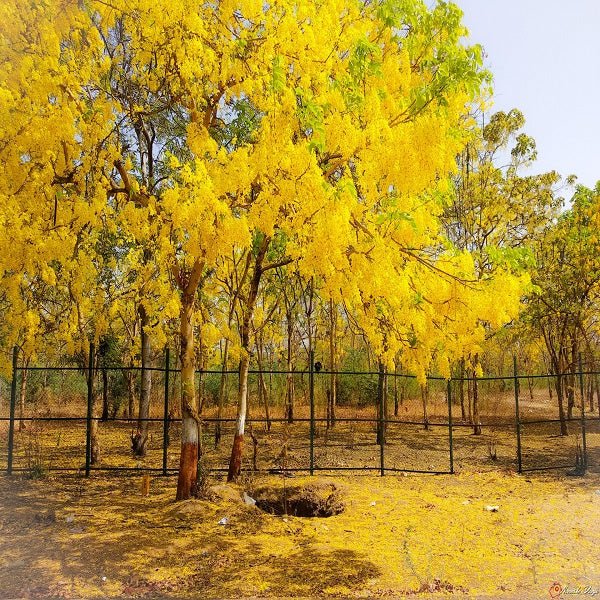 Flowering Trees