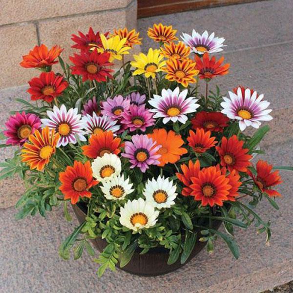 Gazania Plants