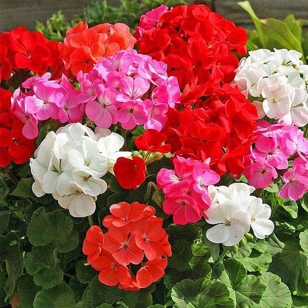 Geranium Plants