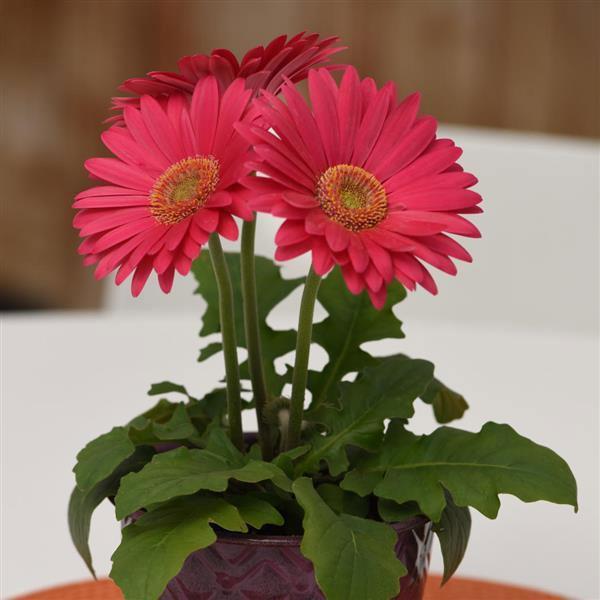 Gerbera Plants