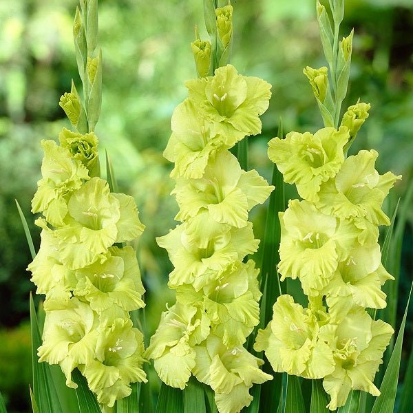 Green Flower Bulbs