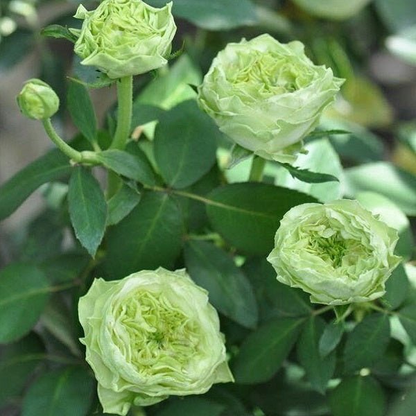 Green Rose