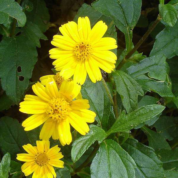 Ground Cover Plants