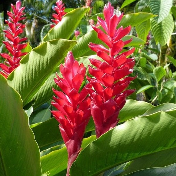 Heliconia Plants