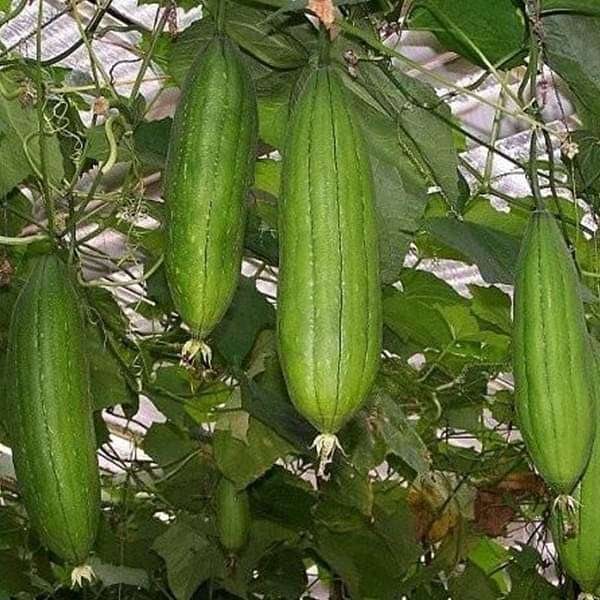 Imported Hybrid Vegetable Seeds