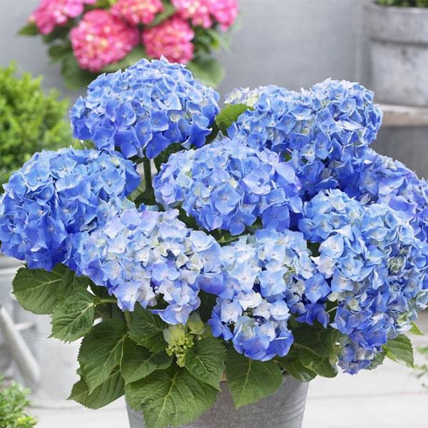 Hydrangea Plants