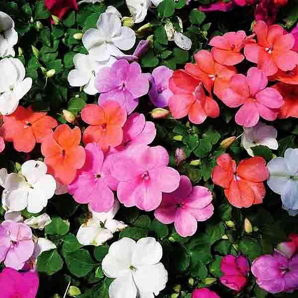 Impatiens