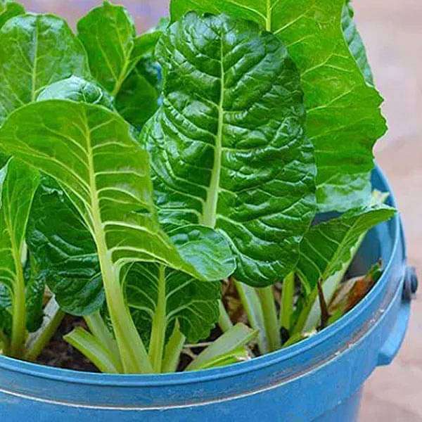 Indian Cuisine Vegetable Herb Seeds