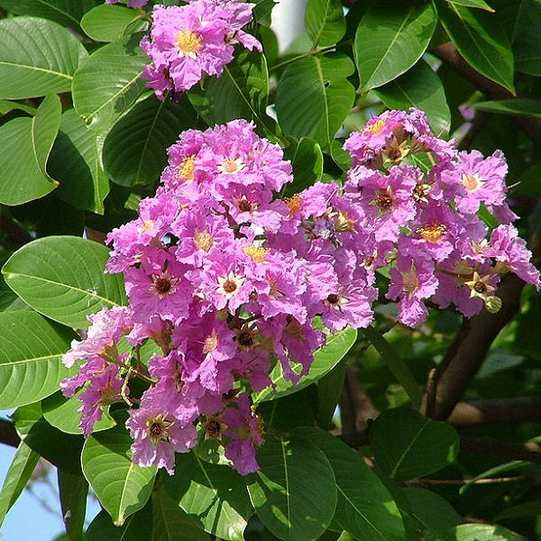 Indian States Flowers and Trees