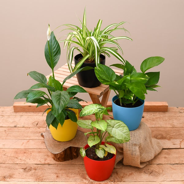 Indoor Plants