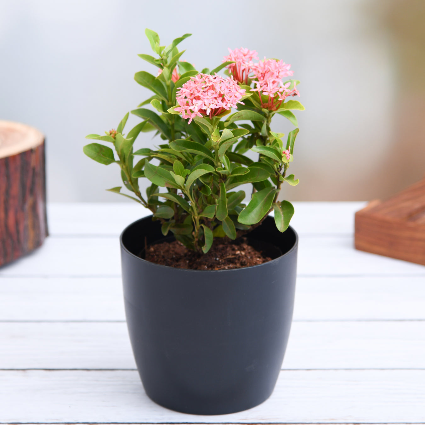 Ixora Plants