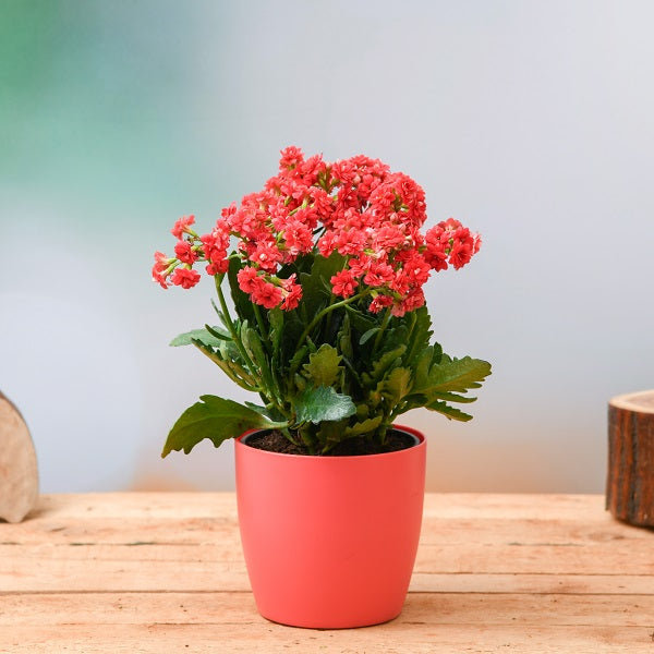 Kalanchoe Plants