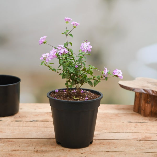 Lantana Plants