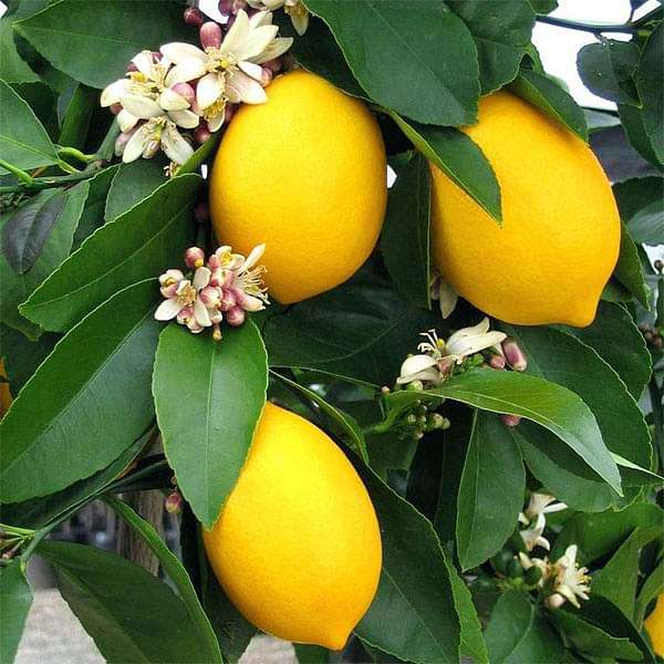 Lemon Trees