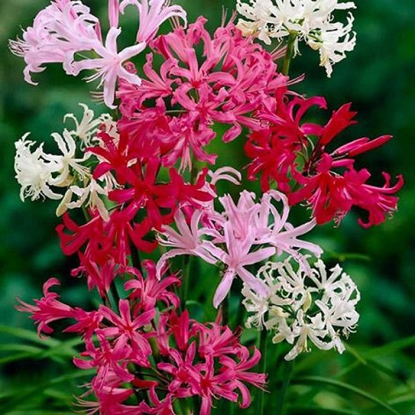 Lily Flower Bulbs