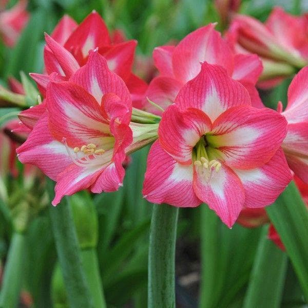 Lily Plant