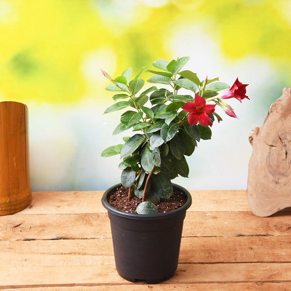 Mandevilla Plants