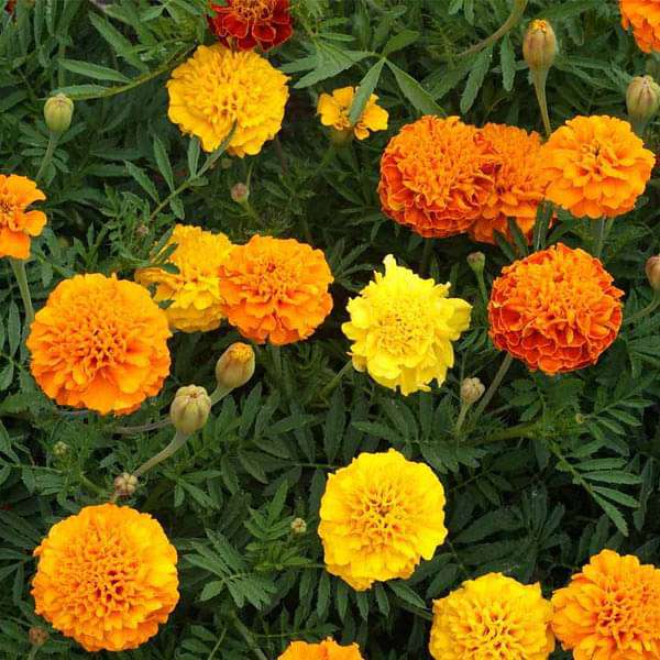 Marigold Seeds