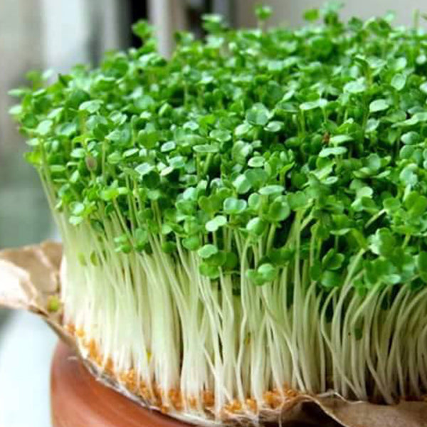 Microgreen Seeds