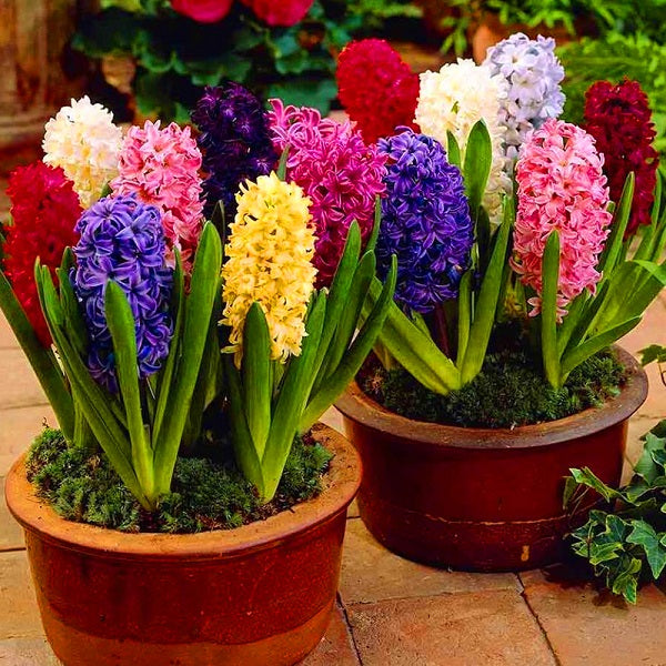 Mix Color Flower Bulbs