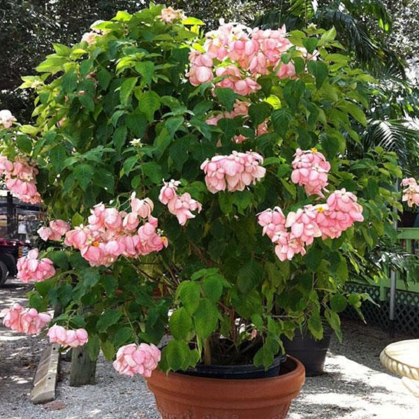 Mussaenda Plants