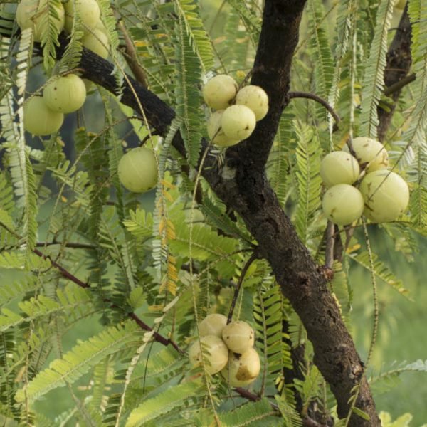 Amla - Nurserylive