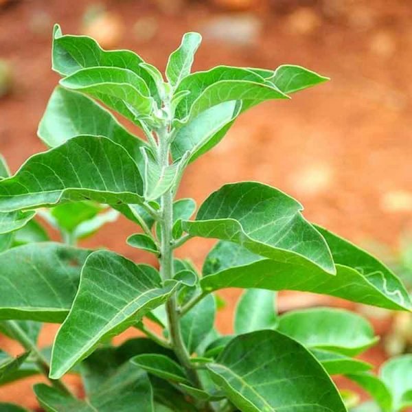 Ashwagandha - Nurserylive