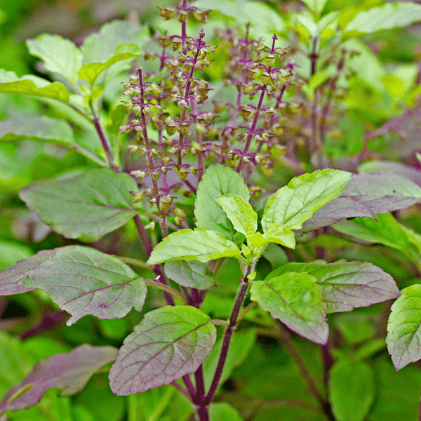 Tulsi