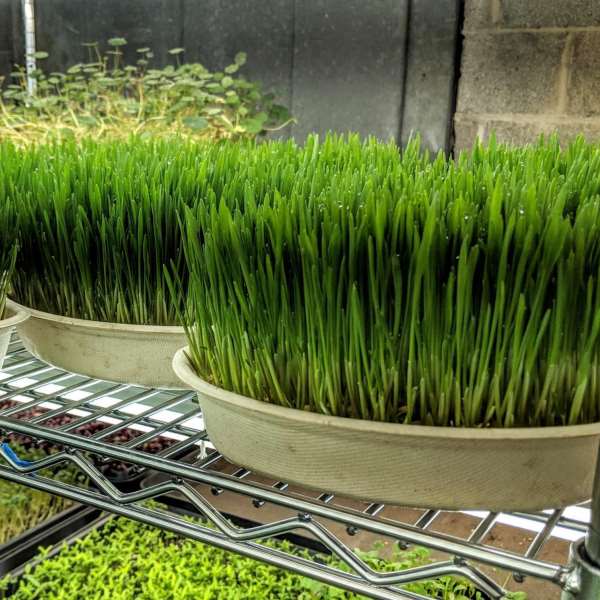 Wheatgrass