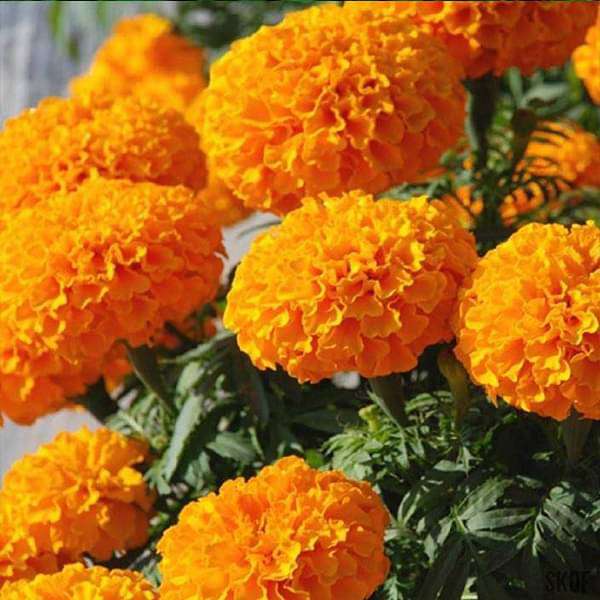 Orange Color Flower Plants