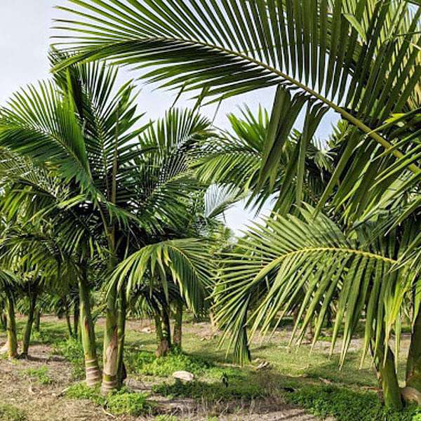 Palm Seeds