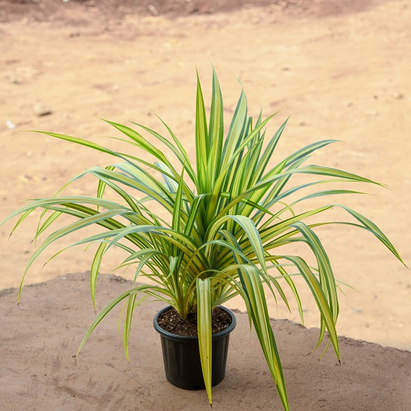 Pandanus Plants