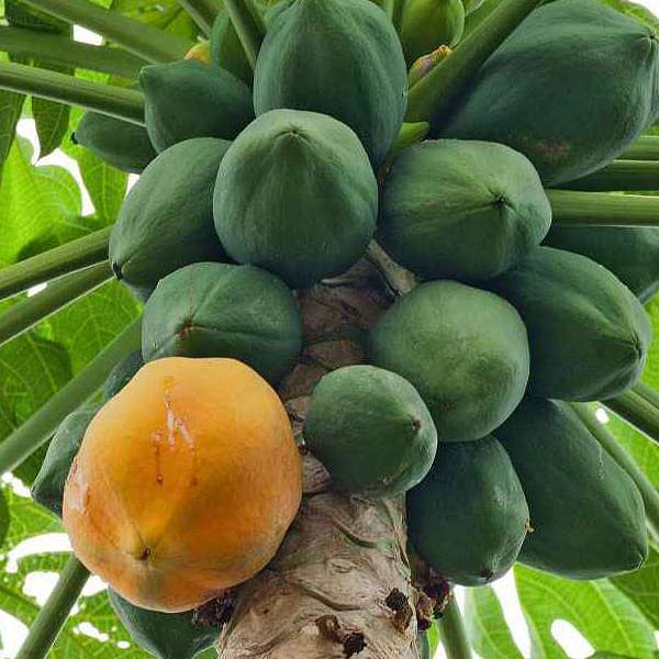 Papaya Seeds