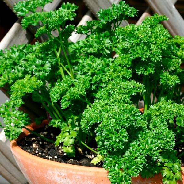 Parsley Seeds