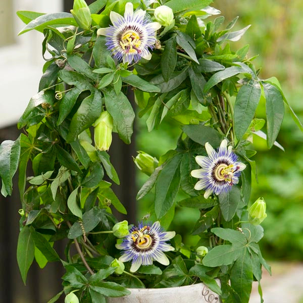 Passiflora Plants