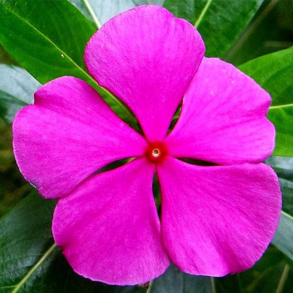 Periwinkle Flower