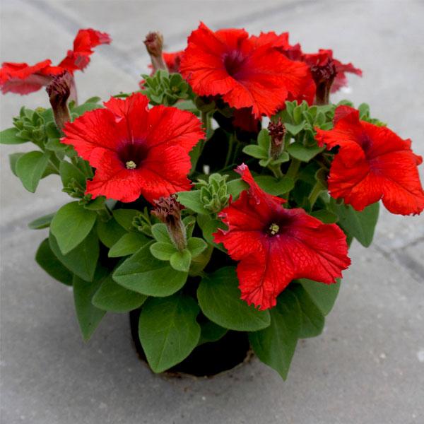 Petunia Plants