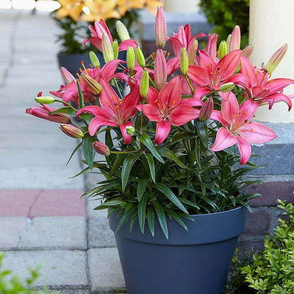 Pink Flower Bulbs