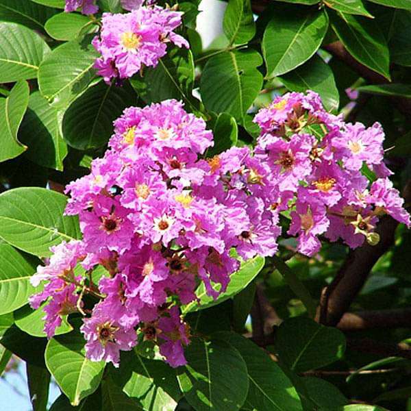 Pink Flower Seeds