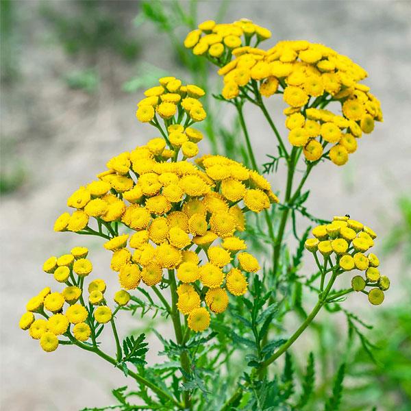 Plants for Butterflies and Birds