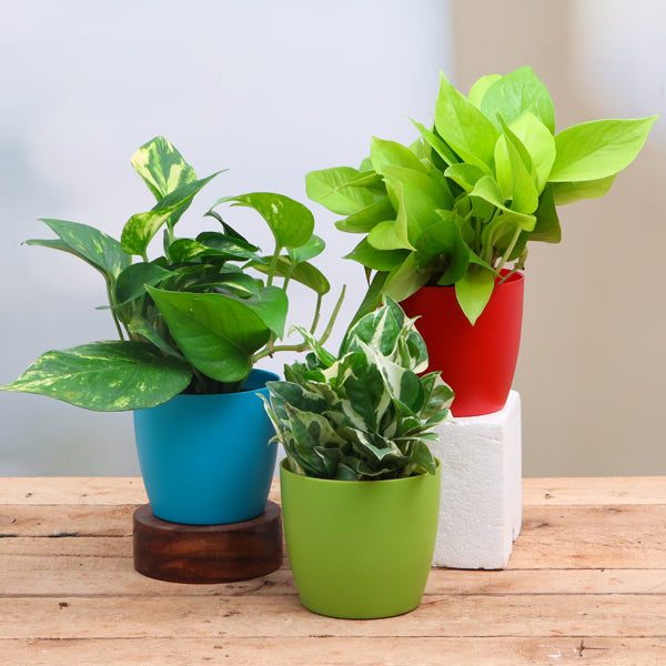 Plants for Kitchen