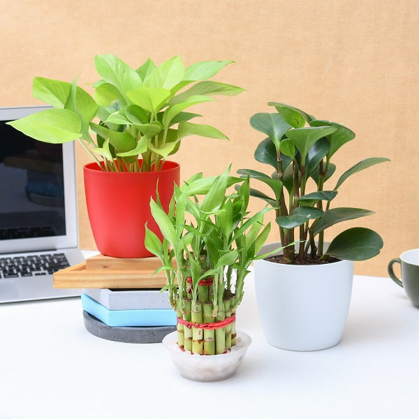 Plants For Office Desk