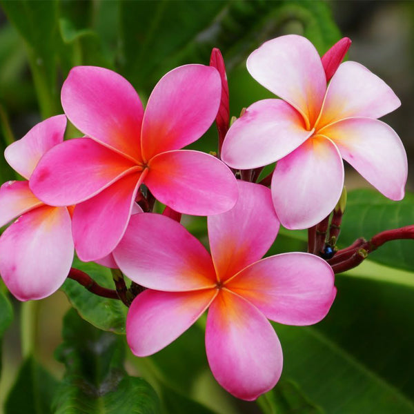 Plumeria Champa Plants