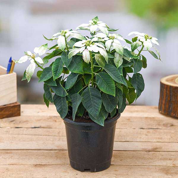 Poinsettia Plants