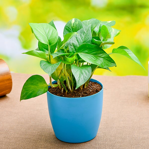 Pothos Plant