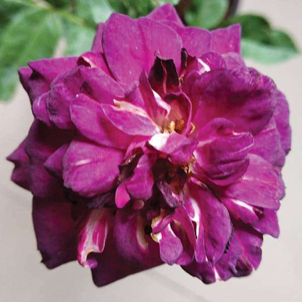 Purple Roses