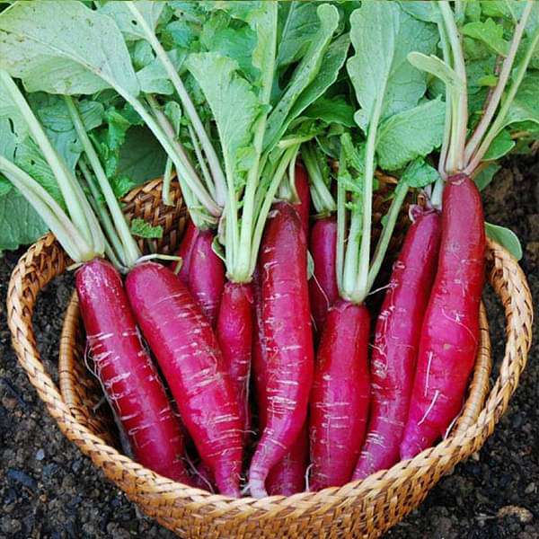 Radish Seeds