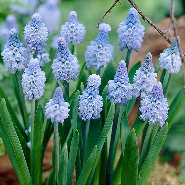 Rainy Sowing Flower Bulbs