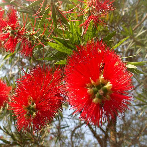 Rainy Sowing Tree And Forestry Seeds